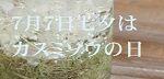 7月7日七夕はカスミソウの日