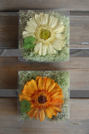 ガーベラ、四つ葉のクローバー